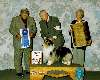 Herding Group - Shetland Sheepdog