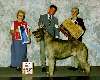 Hound Group - Irish wolfhound
