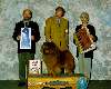 Non-sporting Group - Chow chow