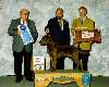 Sporting Group - Chesapeake Bay retriever