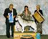 Working Group - Siberian husky