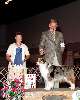 Herding Group - Australian shepherd