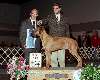 Hound Group - Rhodesian ridgeback