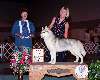 Working Group - Siberian husky