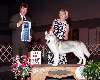 Working Group - Siberian husky