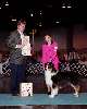 Best Junior Handler (Australian shepherd)