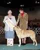 Best Junior Handler (Collie - smooth)