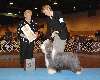 Saturday Best Junior Handler (bearded collie)