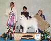 Saturday Best in Show Samoyed