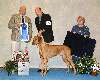 Saturday Group 1 Hound Rhodesian Ridgeback