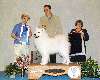 Saturday Group 1 Working Samoyed