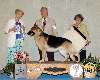 Sunday Group 1 Herding German Shepherd Dog