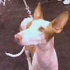 Pay attention - Ibizan hound