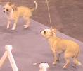 Chihuahuas dancing