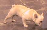 Sniff around - French bulldog