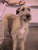 Get pretty - Irish wolfhound