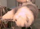 Relax - old English sheepdog