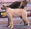 This foot goes here - Irish wolhound PUPPY.