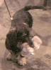 Play with a toy - miniature dachshund, wire hair