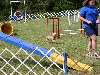 A terrier shows off his agility.