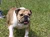 Rescued bulldog.