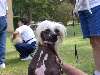 A visiting Chinese crested dog.