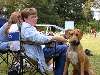 A Rhodesian ridgeback looking anxious.