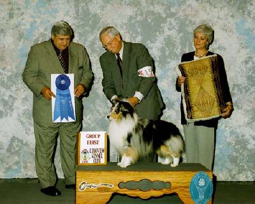 Herding Group - Shetland sheepdog