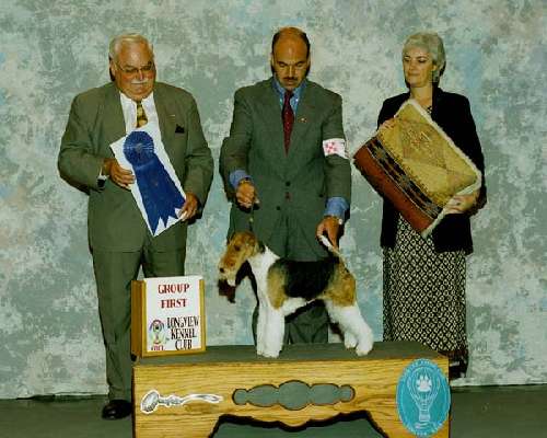 Terrier Group - Fox terrier, wire haired