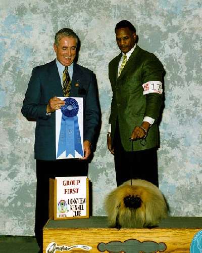 Toy Group - Pekingese