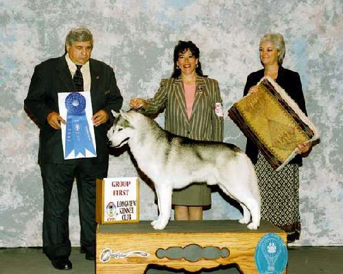 Working Group - Siberian husky