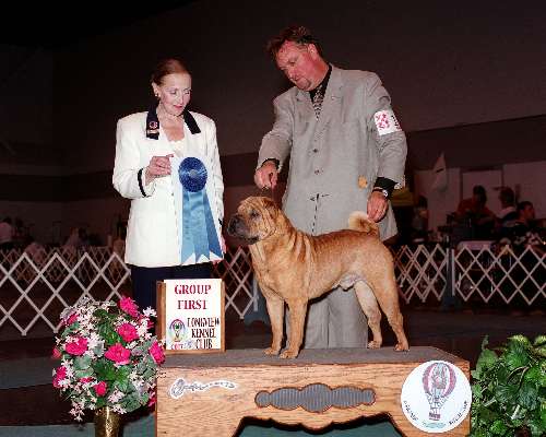 Non-Sporting Group - Chinese shar-pei