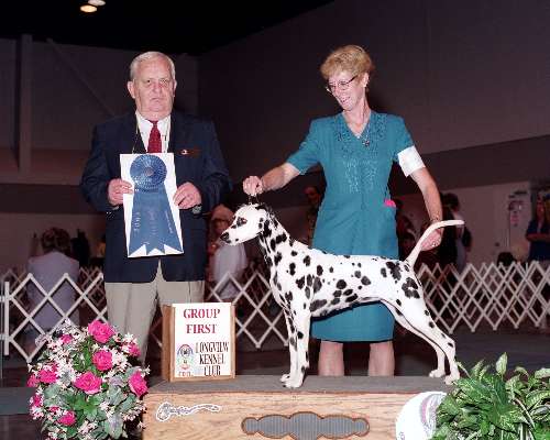 Non-Sporting Group - Dalmation