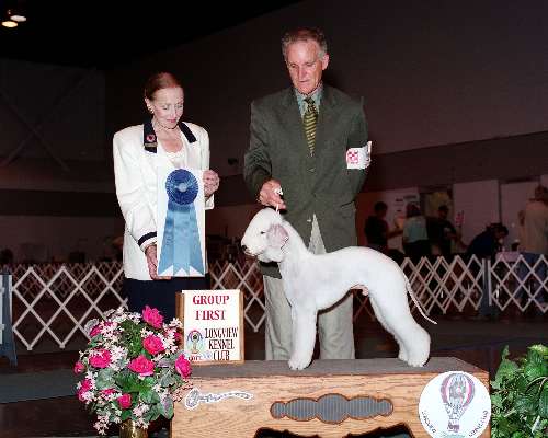 Terrier Group - Bedlington