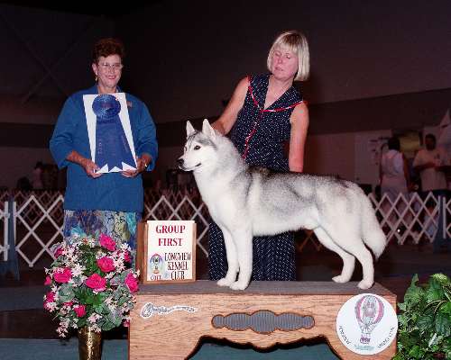 Working Group - Siberian husky