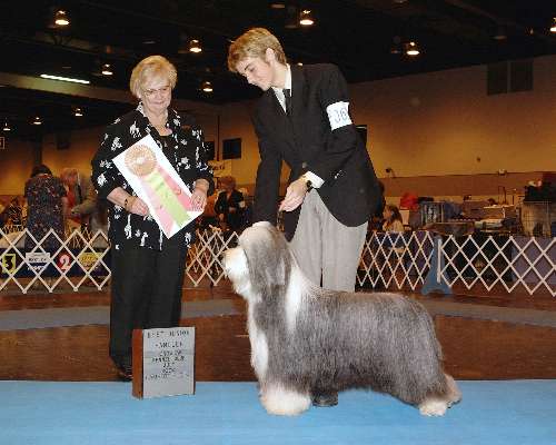 Junior Handler - Bearded collie