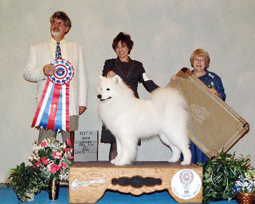 Best in Show - Samoyed