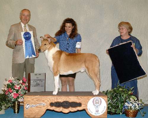 Herding Group - Collie - smooth