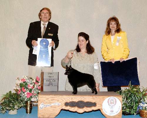 Non-Sporting Group - Schipperke