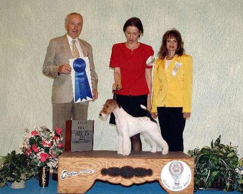 Terrier Group - Fox - wire haired