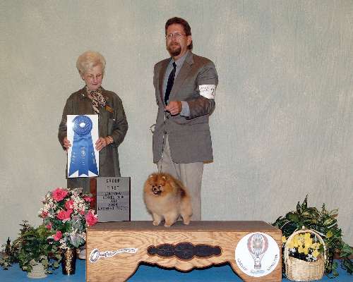 Toy Group - Pomeranian