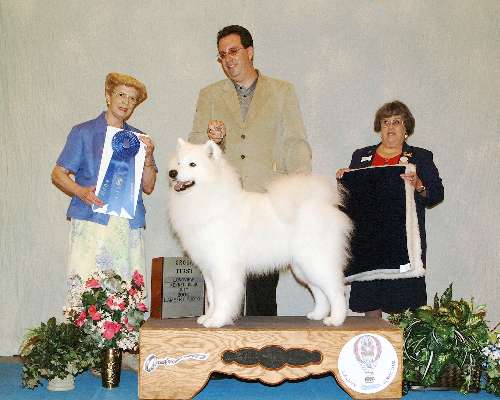 Working Group - Samoyed