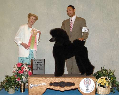 Junior Handler - Poodle