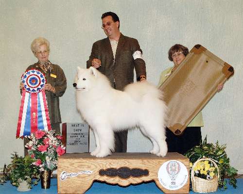 Best in Show - Samoyed