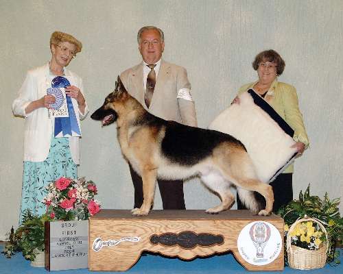 Herding Group - German shepherd dog