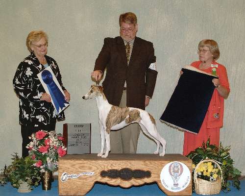 Hound Group - Whippet