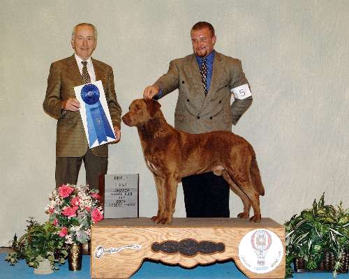 Sporting Group - Chesapeake Bay retriever