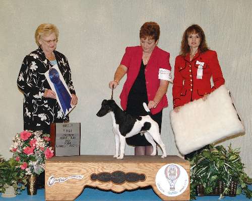 Terrier Group - Fox - smooth