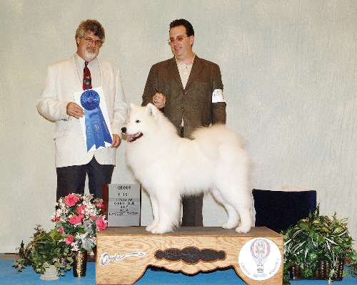 Working Group - Samoyed