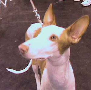 Pay attention - Ibizan hound